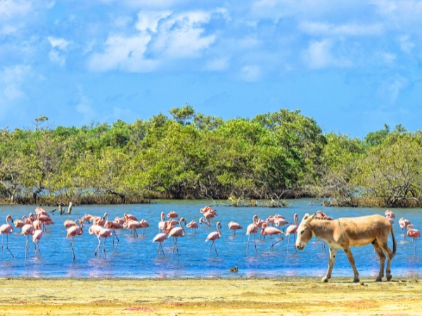 Flamingo and Donkey Sanctuary in Bonaire