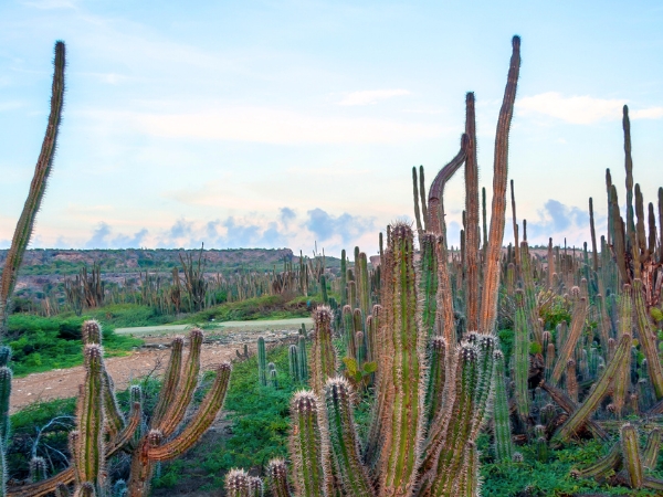 Washington Slagbaai National Park