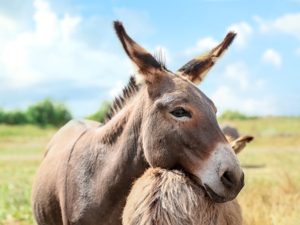 Close Up Shot of Donkeys