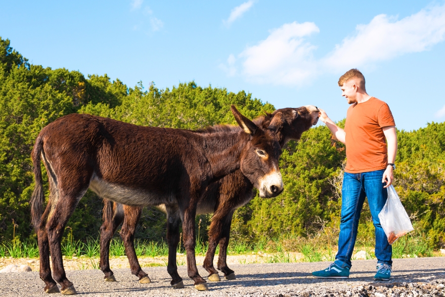 Tourist with Donkeys